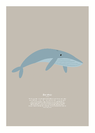 Vorschau von Poster: Blauwal
