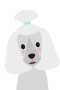 Pudel