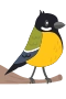 Kohlmeise
