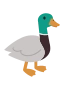 Stockente