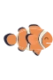 Clownfisch