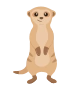Meerkatze