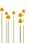 Weißer Sonnenhut