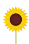 Sonnenblume