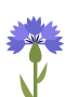 Kornblume