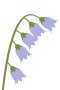 Glockenblume
