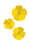 Butterblumen