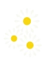 Gänseblümchen