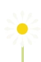 Margeriten