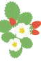 Erdbeerpflanze