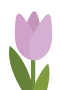 Lila Tulpe