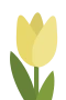 Gelbe Tulpe