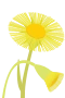 Huflattich