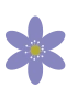 Veilchen