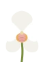 Weiße Orchidee