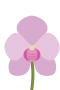Lila Orchidee