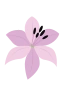 Lilie