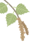 Birke