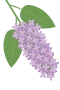 Flieder