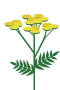 Rainfarn