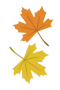 Herbstblätter
