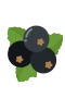 Johannisbeere