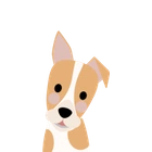 Jack Russel Terrier