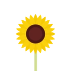 Sonnenblume