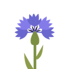 Kornblume