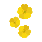 Butterblumen